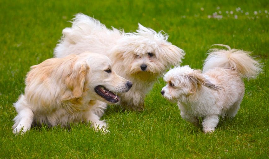 Dog Socialization