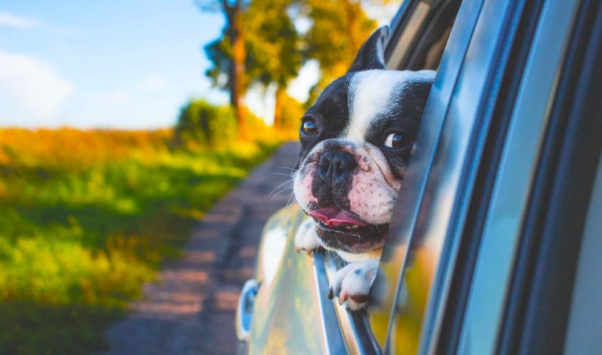 Dog Field Trips