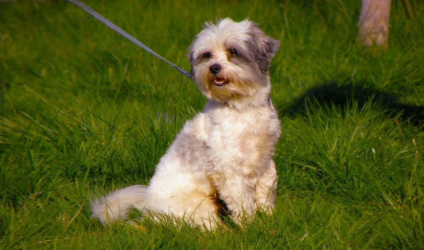 Dog Walking